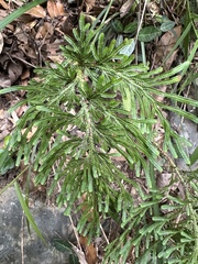 Selaginella stauntoniana