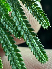 Selaginella stauntoniana