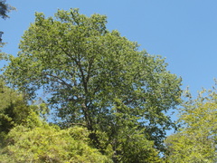 Nothofagus glauca