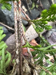 Selaginella stauntoniana