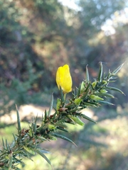 Ulex jussiaei