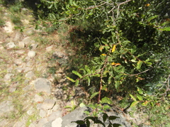 Nothofagus obliqua