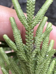 Selaginella stauntoniana