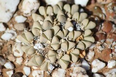 Gibbaeum petrense