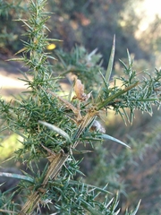 Ulex jussiaei