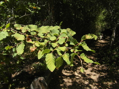 Nothofagus glauca