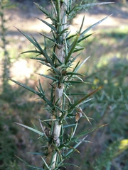 Ulex jussiaei