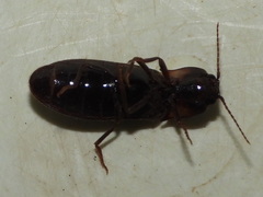 Phanophorus perspicax