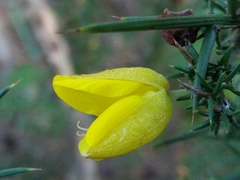 Ulex jussiaei