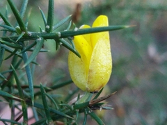 Ulex jussiaei