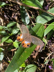Pierella nereis