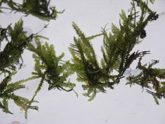 Rhynchostegium