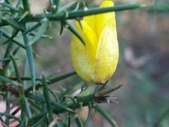 Ulex jussiaei