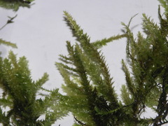 Rhynchostegium