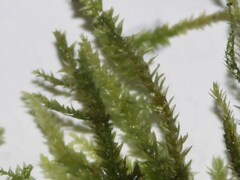 Rhynchostegium