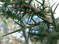 Ulex jussiaei