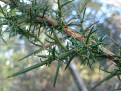 Ulex jussiaei