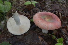 Russula viridirubrolimbata