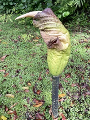 Amorphophallus hewittii