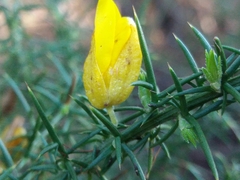 Ulex jussiaei