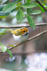 Abroscopus albogularis