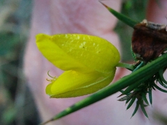 Ulex jussiaei