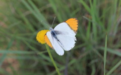 Colotis evenina