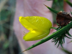 Ulex jussiaei