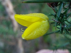 Ulex jussiaei