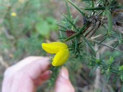 Ulex jussiaei