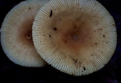 Russula pectinatoides