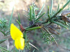 Ulex jussiaei
