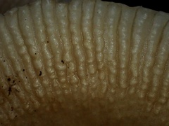 Russula pectinatoides