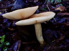 Russula pectinatoides