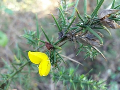 Ulex jussiaei