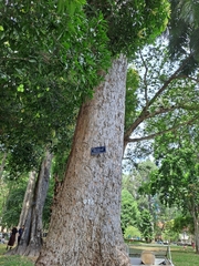 Dipterocarpus alatus