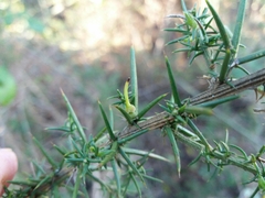Ulex jussiaei