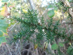 Ulex jussiaei