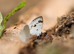 Hypolycaena othona