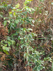 Archidendron lucidum