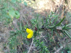 Ulex jussiaei