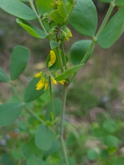 Coronilla valentina