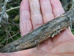 Ulex jussiaei