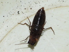 Phanophorus perspicax