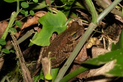 Osteocephalus taurinus