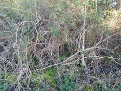 Ulex jussiaei