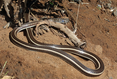 Psammophis subtaeniatus