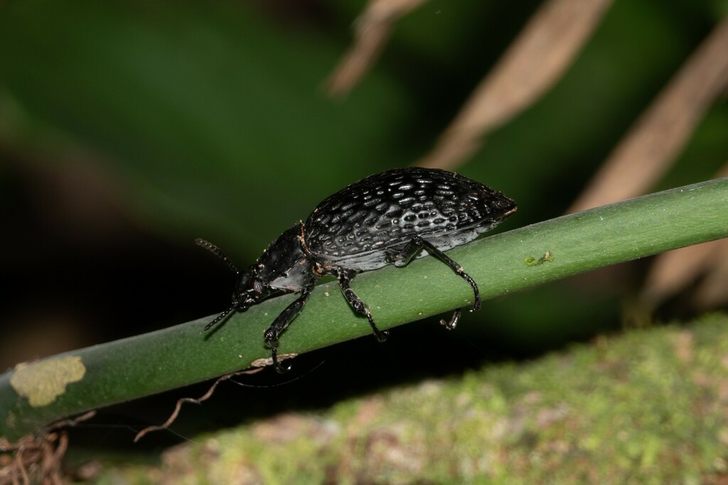Taphrosoma dohrni