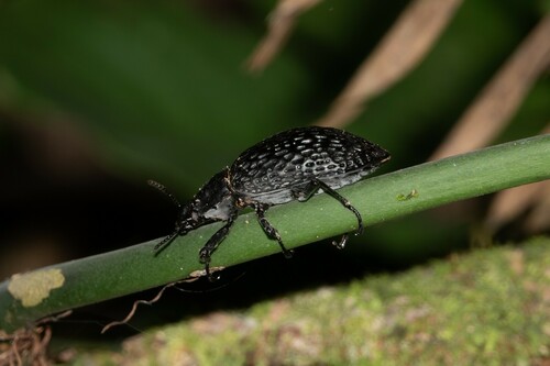 Taphrosoma dohrni