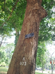 Mangifera minutifolia